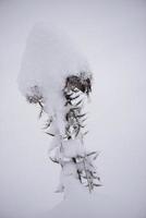 pino de hoja perenne de navidad cubierto de nieve fresca foto