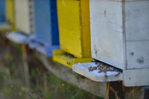 honey bee home in nature photo