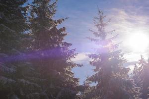 winter landscape in forest at sunset photo