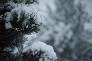 pino de hoja perenne de navidad cubierto de nieve fresca foto