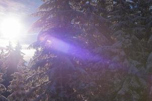 winter landscape in forest at sunset photo