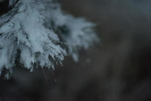 pino de hoja perenne de navidad cubierto de nieve fresca foto