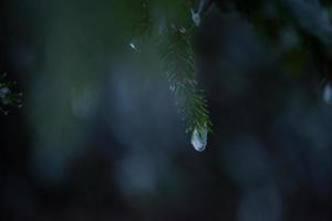 christmas evergreen pine tree covered with fresh snow photo