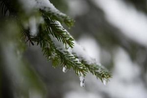 christmas evergreen pine tree covered with fresh snow photo