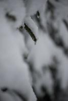 pino de hoja perenne de navidad cubierto de nieve fresca foto