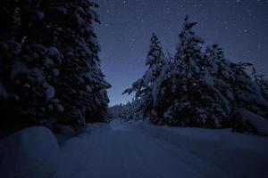 invierno noche paisaje naturaleza bosque foto