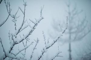 pino de hoja perenne de navidad cubierto de nieve fresca foto