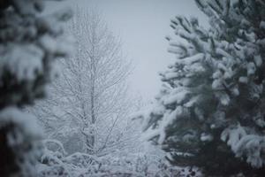 pino de hoja perenne de navidad cubierto de nieve fresca