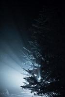 árbol cubierto de nieve fresca en la noche de invierno foto