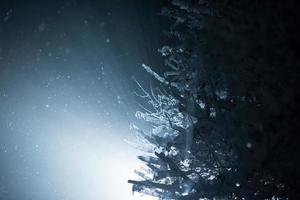 árbol cubierto de nieve fresca en la noche de invierno foto