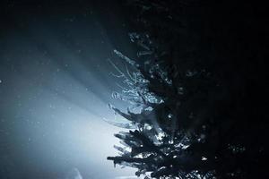 tree covered with fresh snow at winter night photo