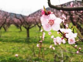 Young pink spring flowers of peach trees on plantations photo