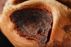 Textured curved wooden snag of brown color with texture as a background photo