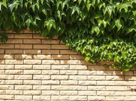 The fence is made of beige textured brick covered with plants photo