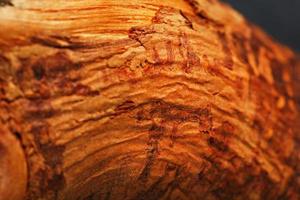 Natural Bonsai snag trunk close-up wood texture photo