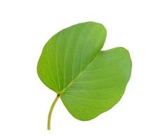 Green leaves pattern, autumn plant leaf isolated on white background,Goat's Foot Creeper,Ipomoea antidote jellyfish,Ipomoea pes-caprae photo