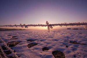 barbed wire fence in winter photo