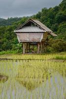 The farmer hut in Ban Pa Bong Piang of Chiangmai province of Thailand. photo