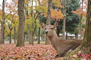 santo ciervo japonés en el parque nacional de nara en otoño foto