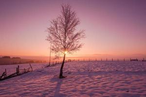 paisaje invernal escénico con árbol solitario foto