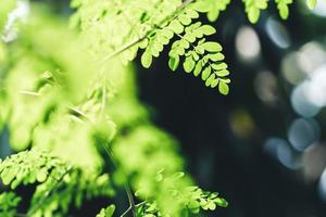 Closeup of beautiful nature view green leaf on blurred greenery background in garden with copy space using as background wallpaper page concept.i photo