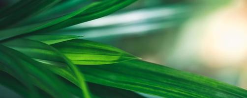 Closeup of beautiful nature view green leaf on blurred greenery background in garden with copy space using as background cover page concept. photo