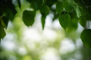 Closeup of beautiful nature view green leaf on blurred greenery background in garden with copy space using as background wallpaper page concept.i photo