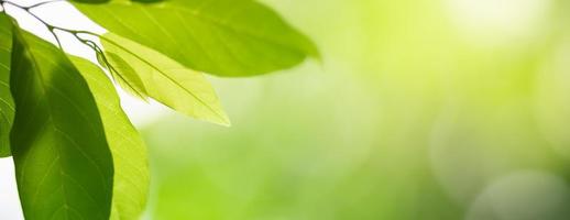 Closeup of beautiful nature view green leaf on blurred greenery background in garden with copy space using as background cover page concept. photo