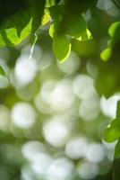 Closeup of beautiful nature view green leaf on blurred greenery background in garden with copy space using as background wallpaper page concept. photo