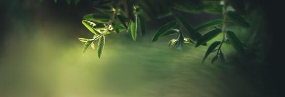 Closeup of beautiful nature view green leaf on blurred greenery shadow and background in garden with copy space using as background cover page concept. photo