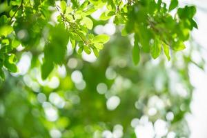 Closeup of beautiful nature view green leaf on blurred greenery background in garden with copy space using as background wallpaper page concept.i photo
