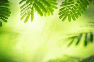 Closeup of beautiful nature view green leaf on blurred greenery background in garden with copy space using as background wallpaper page concept.i photo