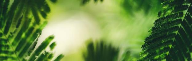 Closeup of beautiful nature view green leaf on blurred greenery background in garden with copy space using as background cover page concept. photo