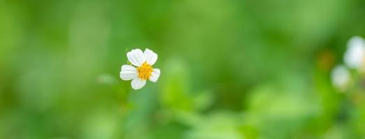 Closeup of grass white flower with yellow pollen with green nature background under sunlight with copy space using  natural plants landscape, ecology wallpaper cover page concept. photo