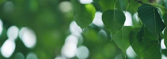 Closeup of beautiful nature view green leaf on blurred greenery background in garden with copy space using as background cover page concept. photo