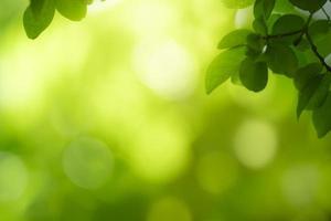 Primer plano de la hermosa vista de la naturaleza hoja verde sobre fondo verde borroso en el jardín con espacio de copia utilizando como concepto de página de papel tapiz de fondo.i foto