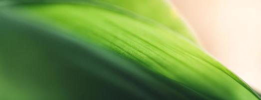 primer plano de la hermosa vista de la naturaleza hoja verde sobre fondo verde borroso en el jardín con espacio de copia utilizando como concepto de página de portada de fondo. foto