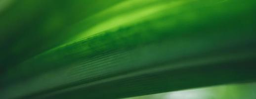 Closeup of beautiful nature view green leaf on blurred greenery background in garden with copy space using as background cover page concept. photo