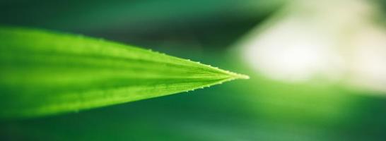 Closeup of beautiful nature view green leaf on blurred greenery background in garden with copy space using as background cover page concept. photo