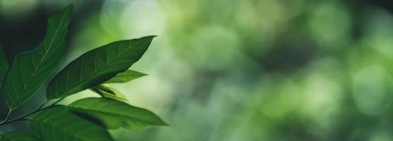 primer plano de la hermosa vista de la naturaleza hoja verde sobre fondo verde borroso en el jardín con espacio de copia utilizando como concepto de página de portada de fondo. foto