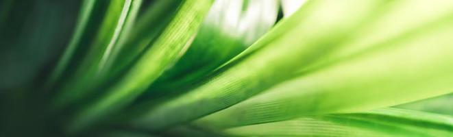 primer plano de la hermosa vista de la naturaleza hoja verde sobre fondo verde borroso en el jardín con espacio de copia utilizando como concepto de página de portada de fondo. foto