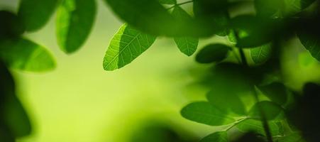 Closeup of beautiful nature view green leaf on blurred greenery background in garden with copy space using as background cover page concept. photo