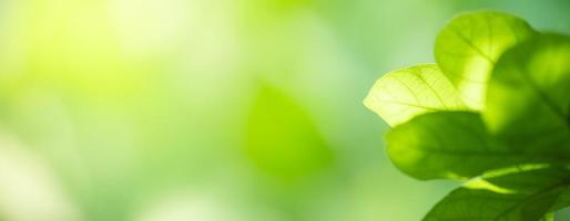 Closeup of beautiful nature view green leaf on blurred greenery background in garden with copy space using as background cover page concept. photo