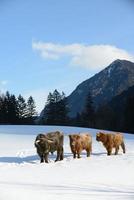 cow animal at winter photo