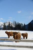 vaca animal en invierno foto