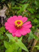 Photos of Beautiful Flowers, Photographers of Natural Scenes, Ornamental Plants