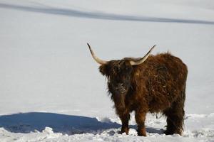 cow animal at winter photo