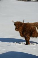 vaca animal en invierno foto