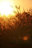 Reed grass flower in the sunset photo