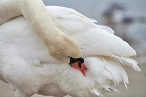 Portrait of large white mute swan next to sea, close up photo